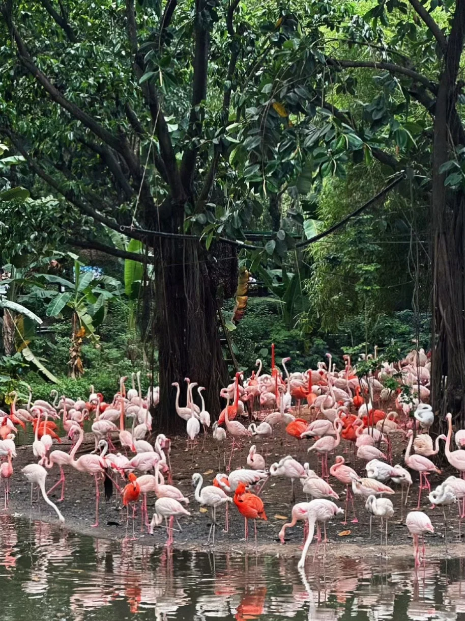 长隆内部员工说些大实话，广州长隆真的划算