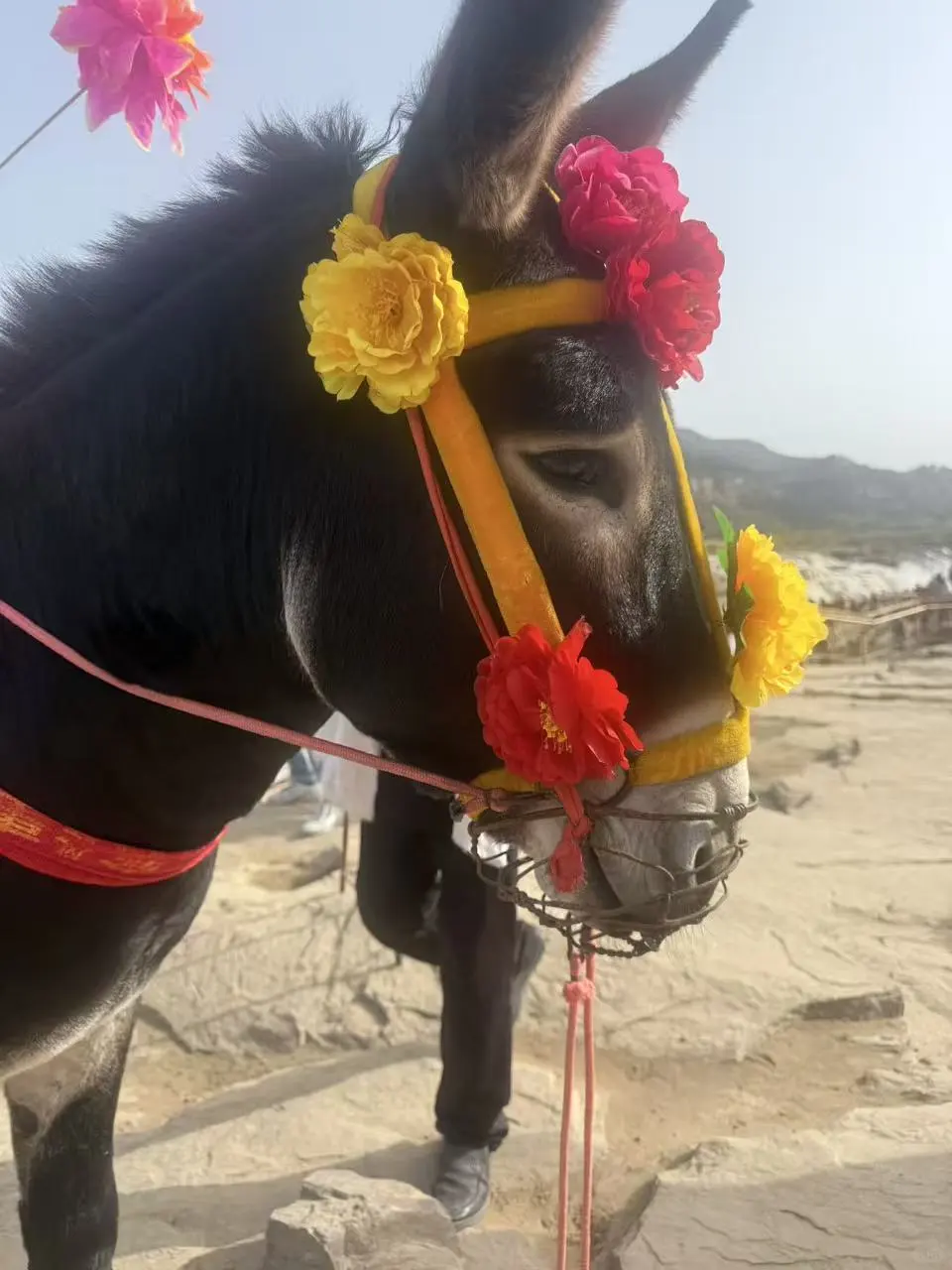 陕西壶口亲子攻略天花板，娃玩到不想走🏆