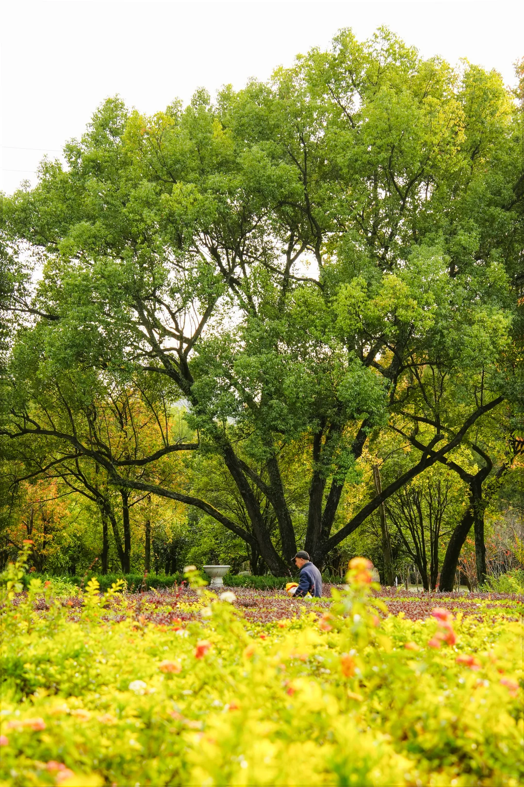 可以错过门票贵的景点，但别错过免费植物园