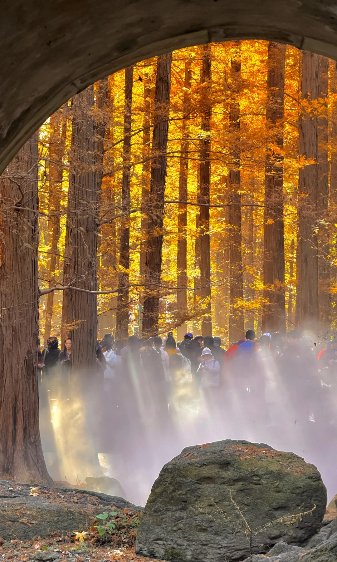 2025.11.9｜北京植物园杀疯了！！！！！！！！！！！！！