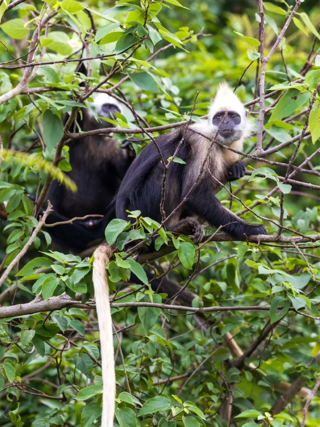 崇左省心漫游攻略📜景点无缝轻松衔接！