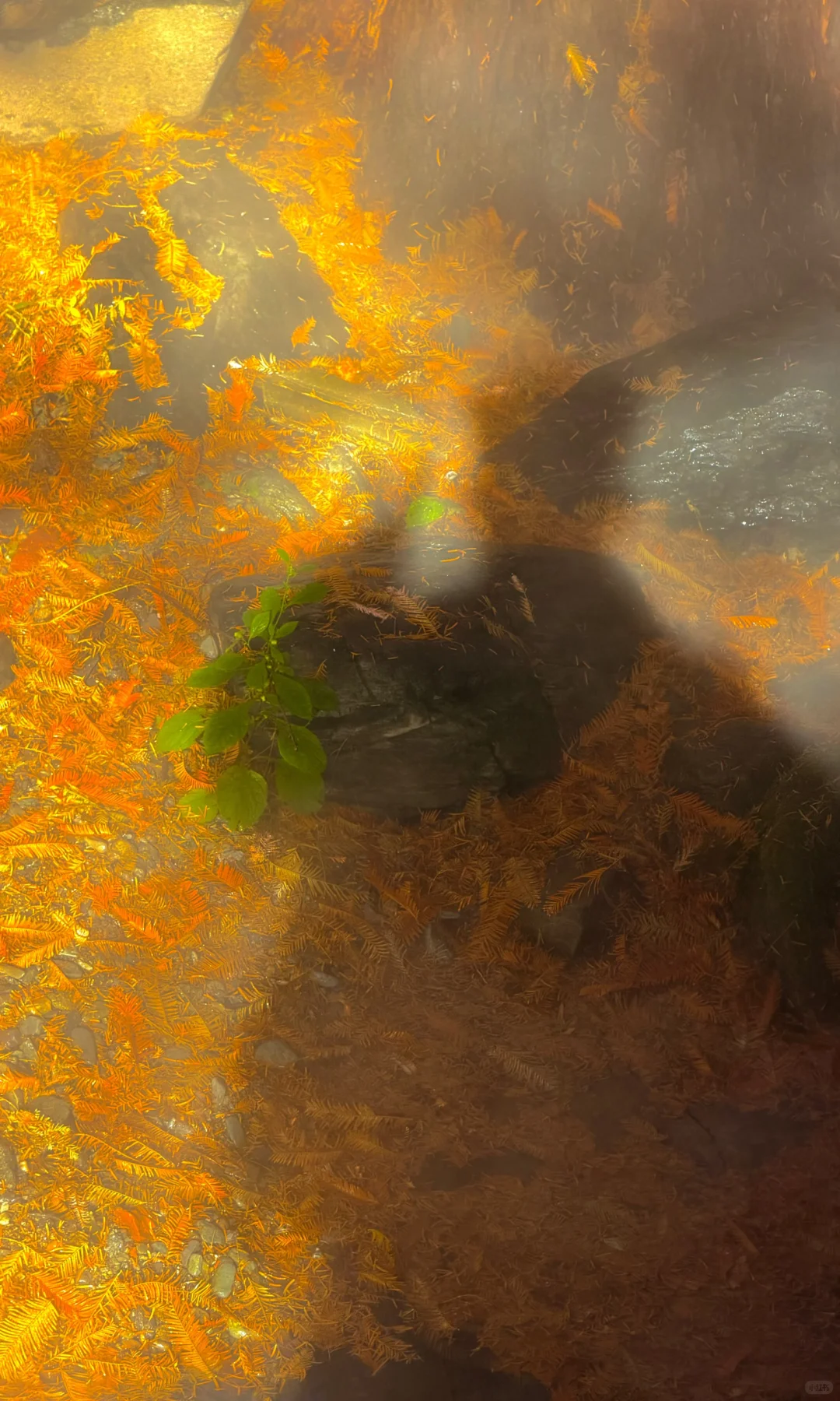 2025.11.9｜北京植物园杀疯了！！！！！！！！！！！！！