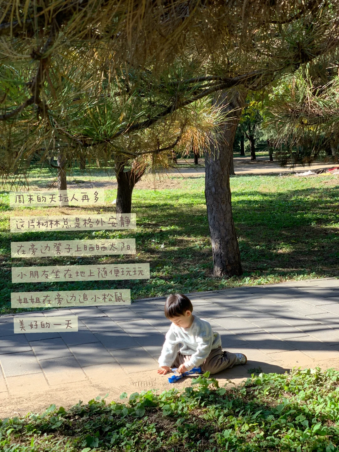 天坛的古松林，漫溢的秋意与松影