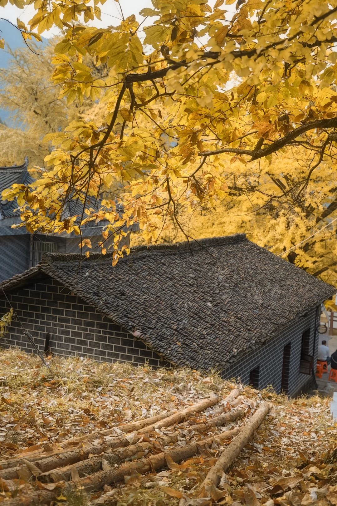 📍长沙带狗自驾桐子坳景区赏银杏全攻略🍁