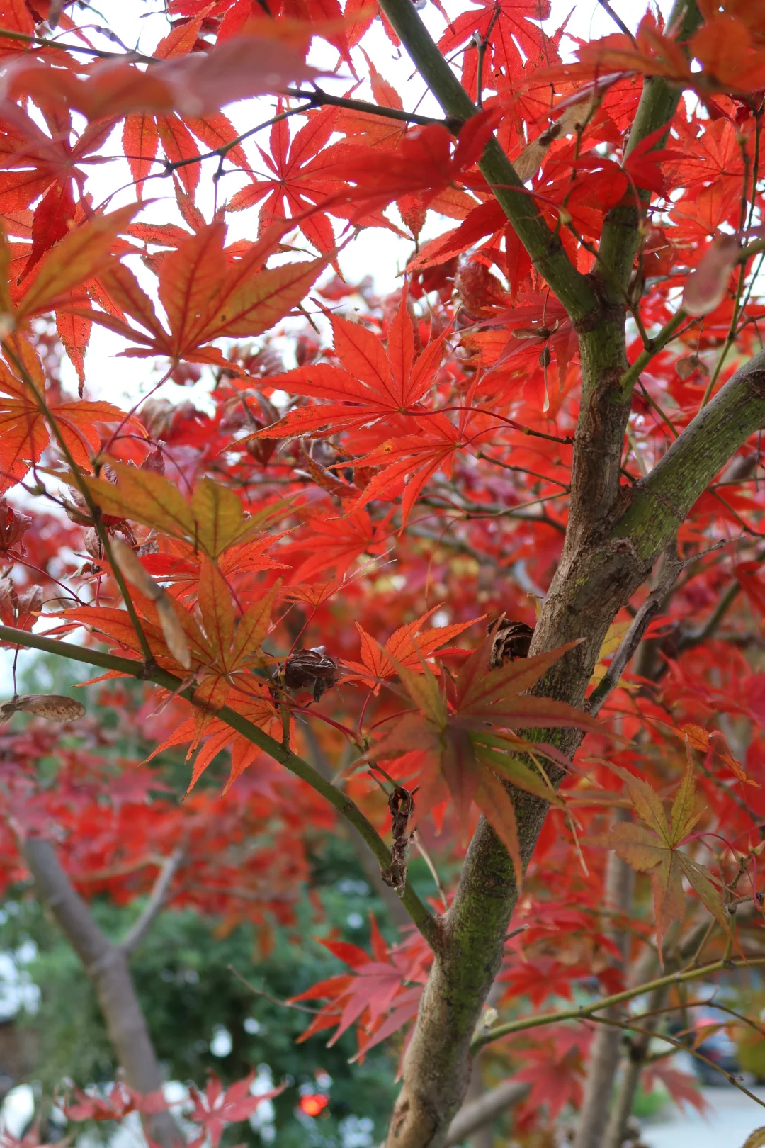 周末去哪玩|指南村秋色正当时🍁赏千年银杏