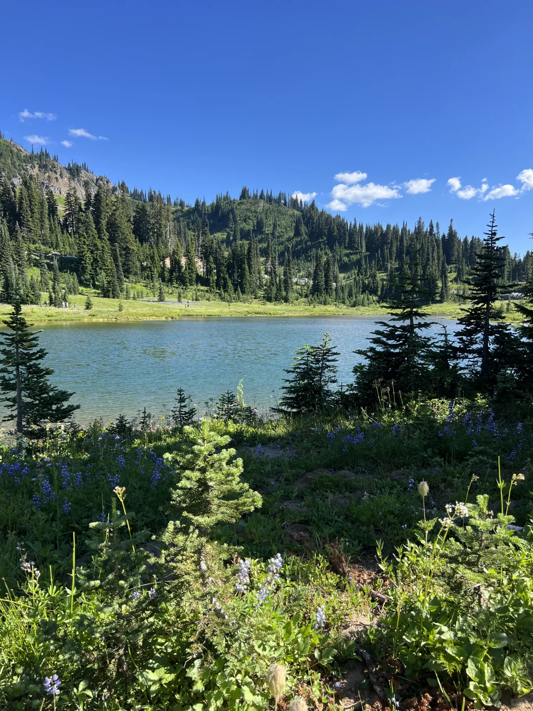 🇺🇸Rainier绝美雪山花海！漫山遍野美晕了！！