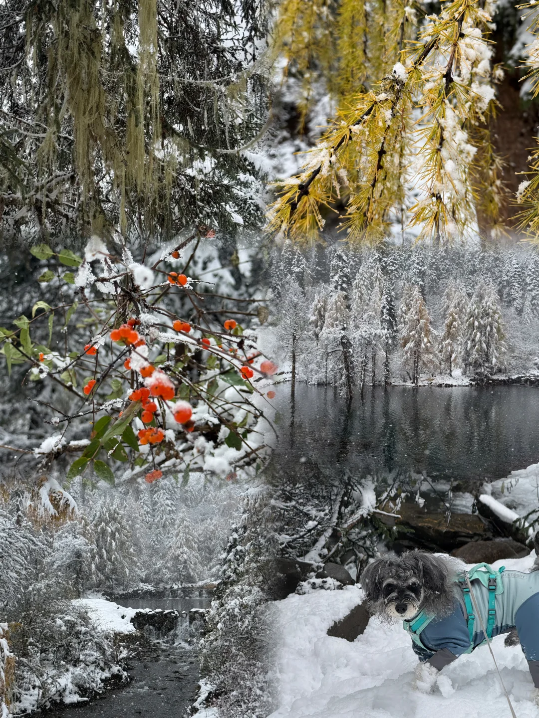 带小狗玩川西｜玛嘉沟