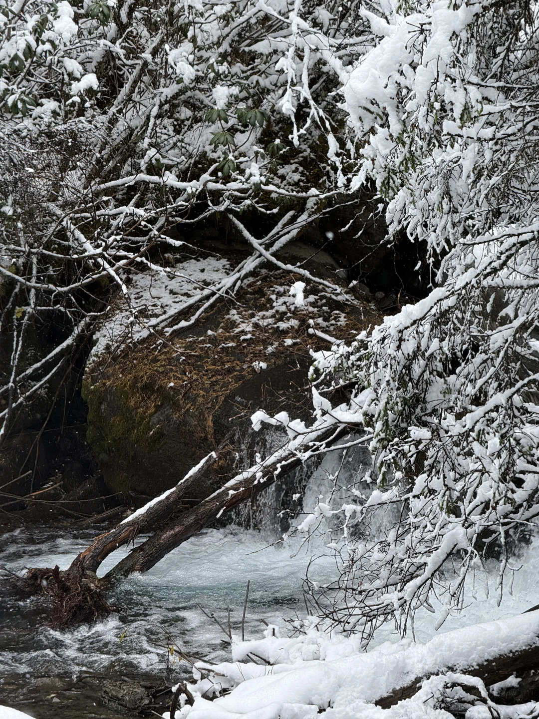 带小狗玩川西｜玛嘉沟