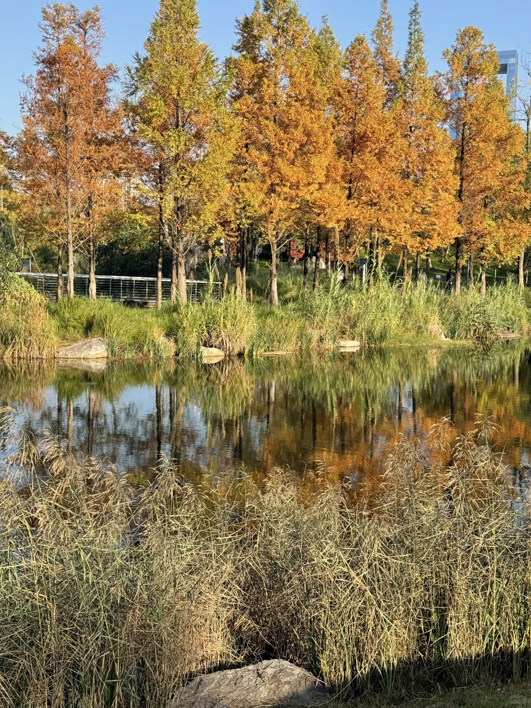 谁懂！成都这个公园有种不在国内的美！