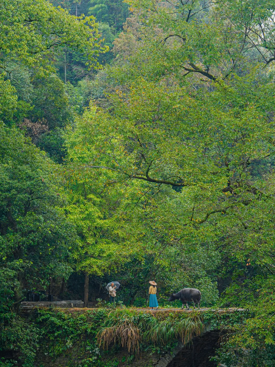接下来的婺源，堪称国内旅游天花板‼️