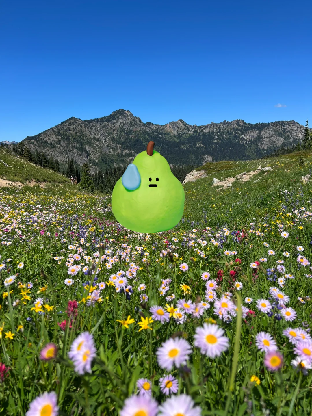 🇺🇸Rainier绝美雪山花海！漫山遍野美晕了！！