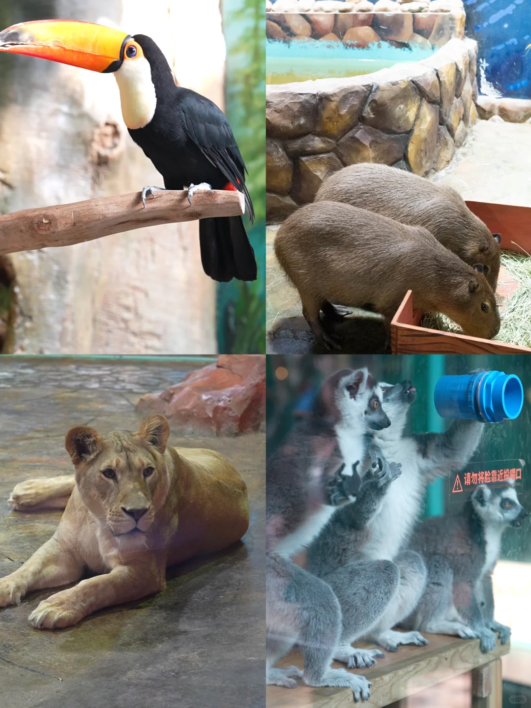 哈尔滨5天4晚遛娃天花板‼️ 直接抄作业！❄️