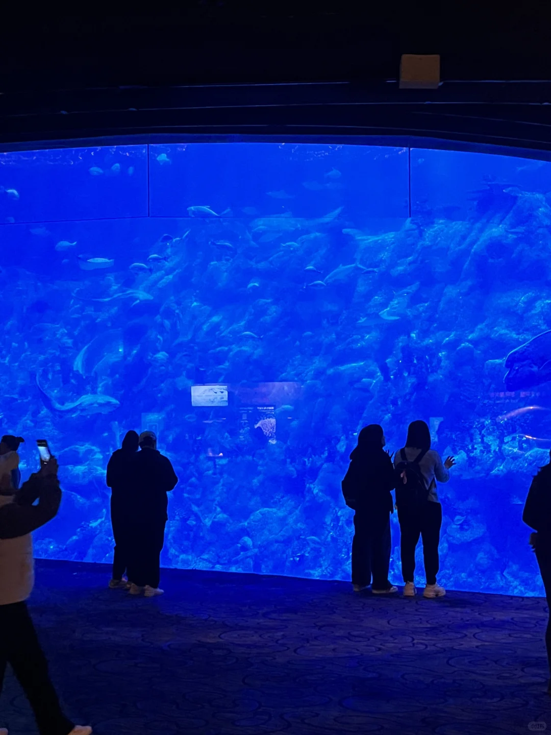 香港海洋公园小tips！