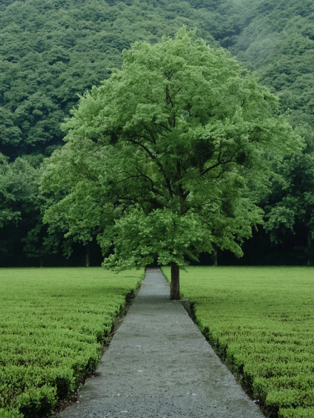 为了这1️⃣8️⃣张图，特意飞了一趟杭州，值吗！