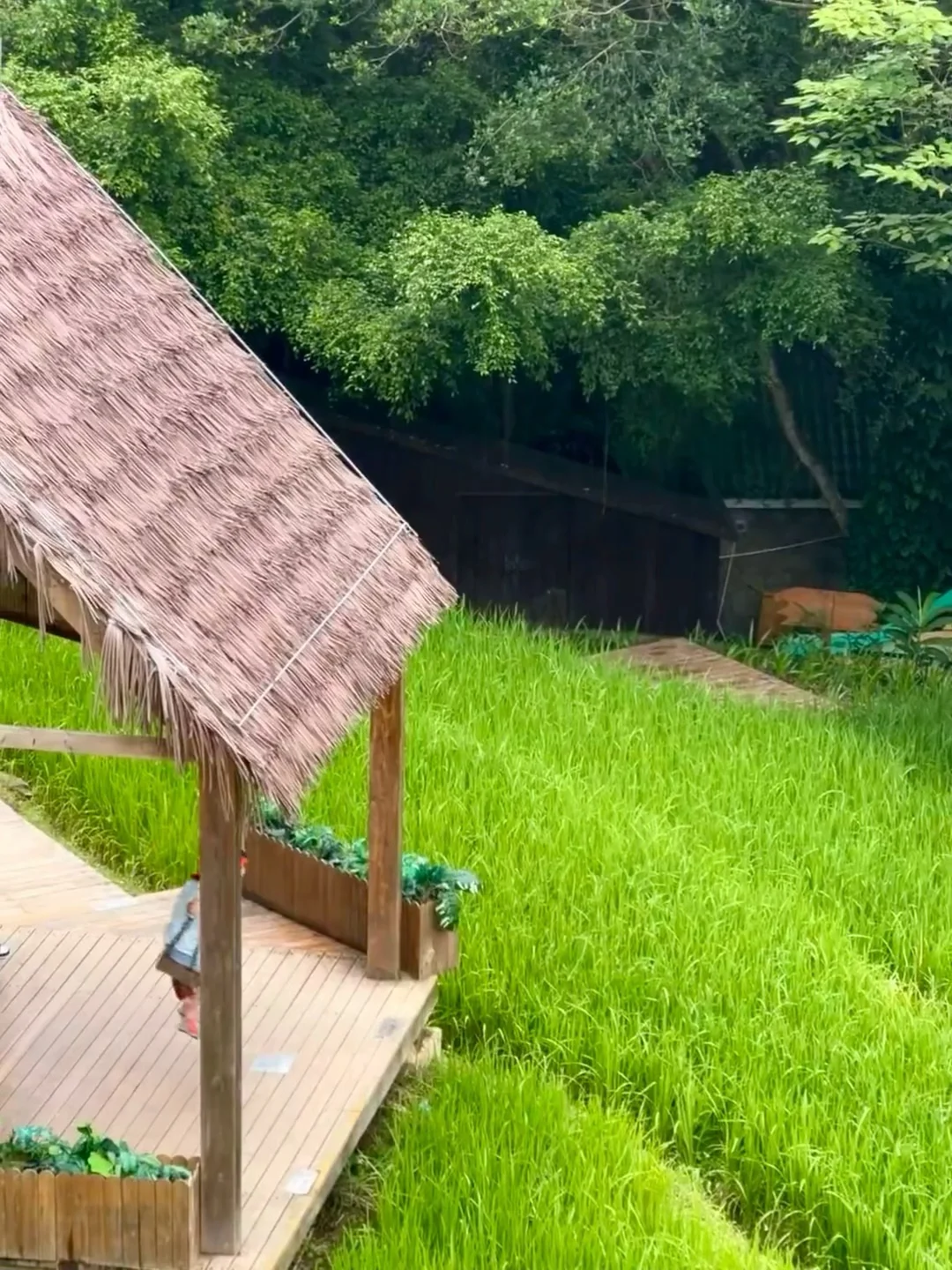 放弃三亚了，带父母去25°C的崇左过暖冬🌞了