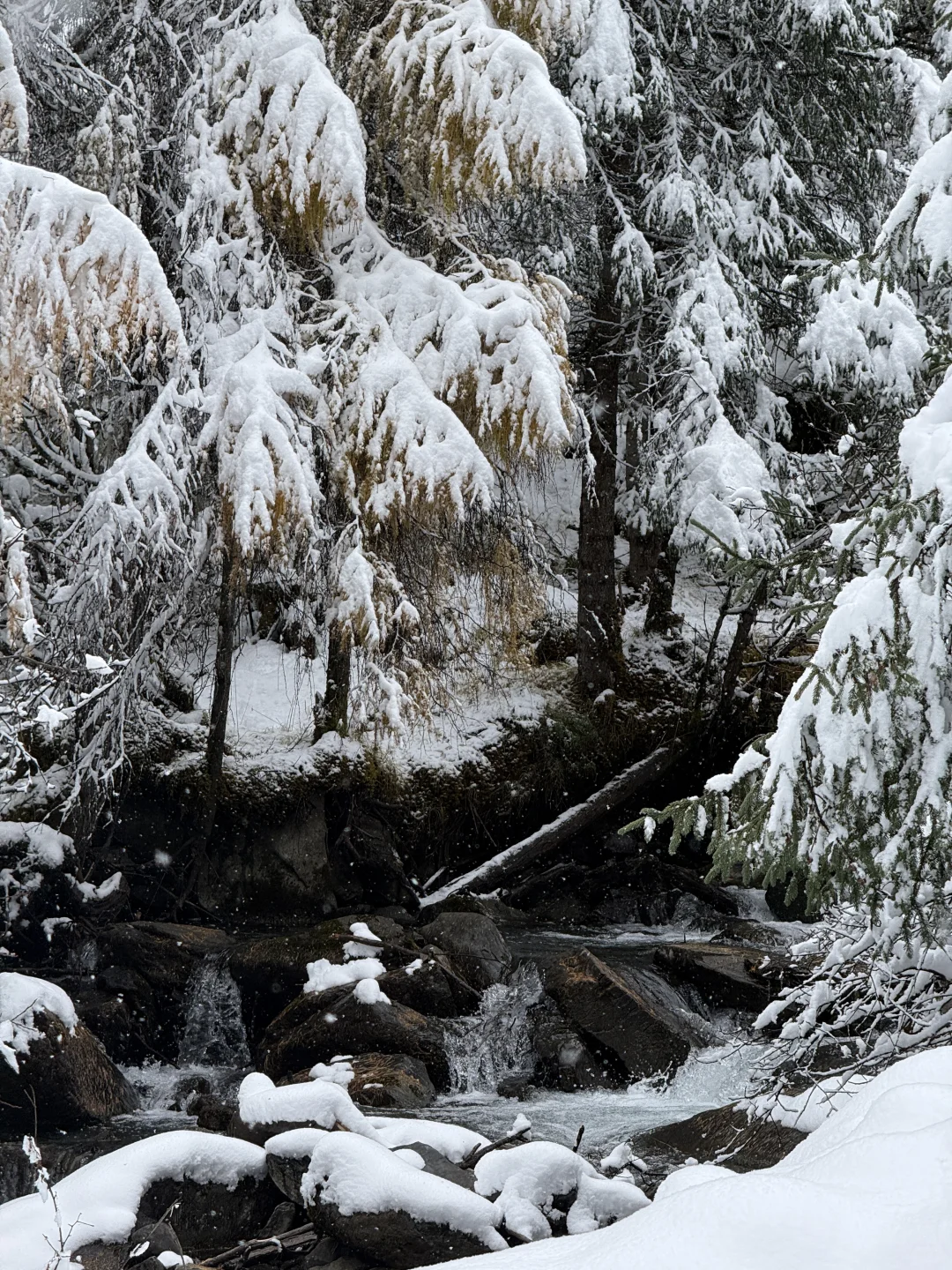 带小狗玩川西｜玛嘉沟