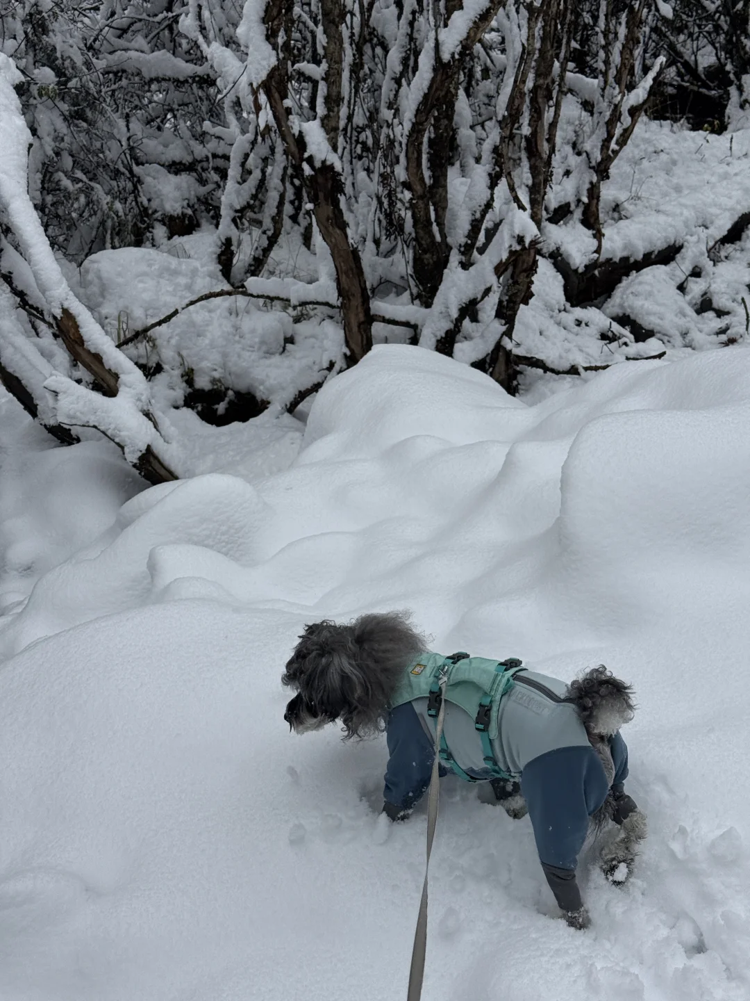 带小狗玩川西｜玛嘉沟