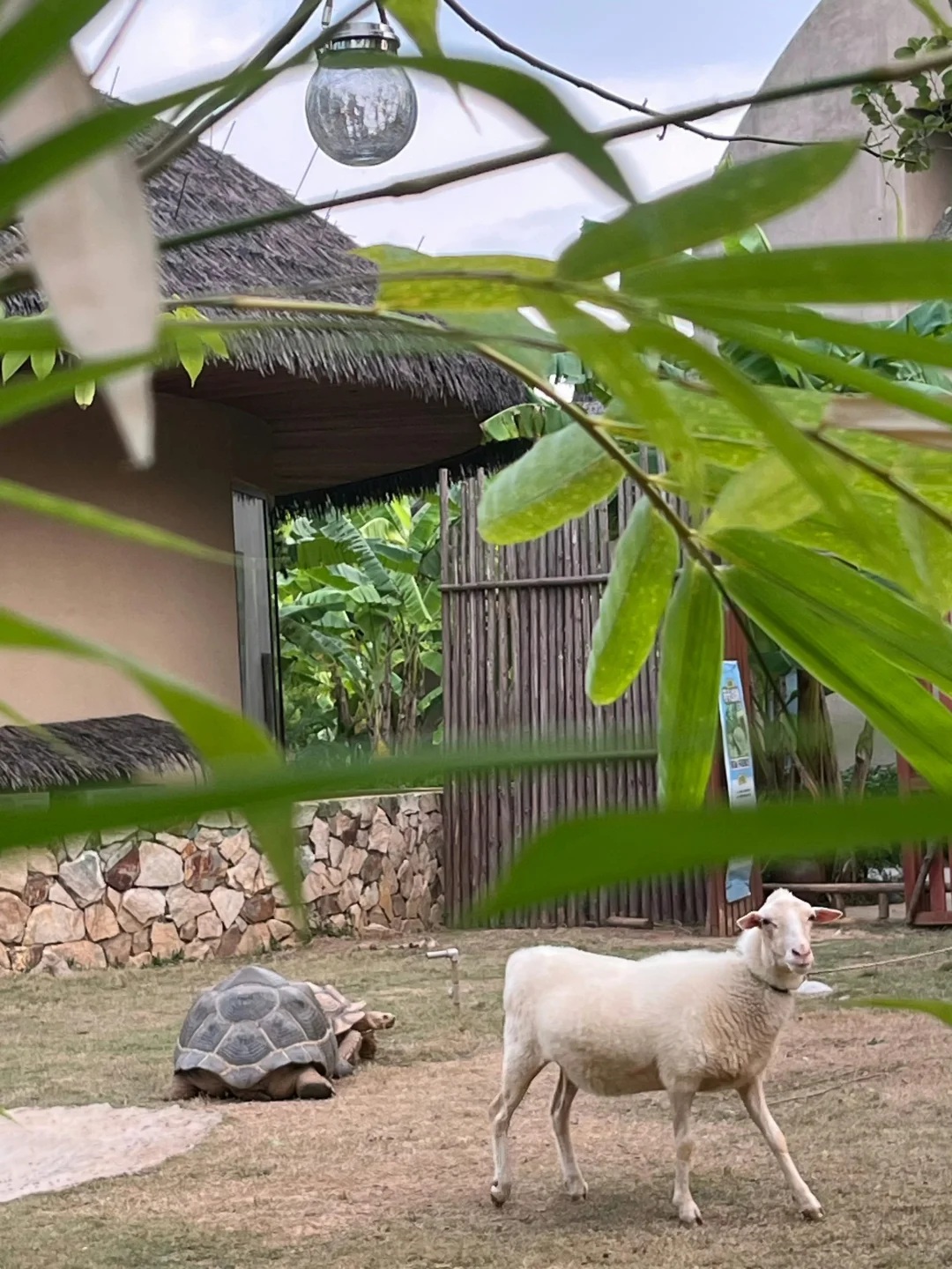 12-3月去广西崇左，一点不累，比迪士尼还好玩