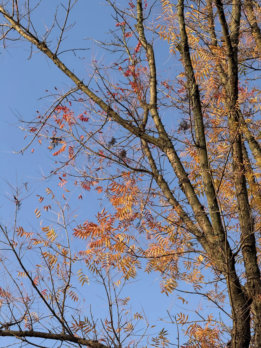 谁懂！成都这个公园有种不在国内的美！