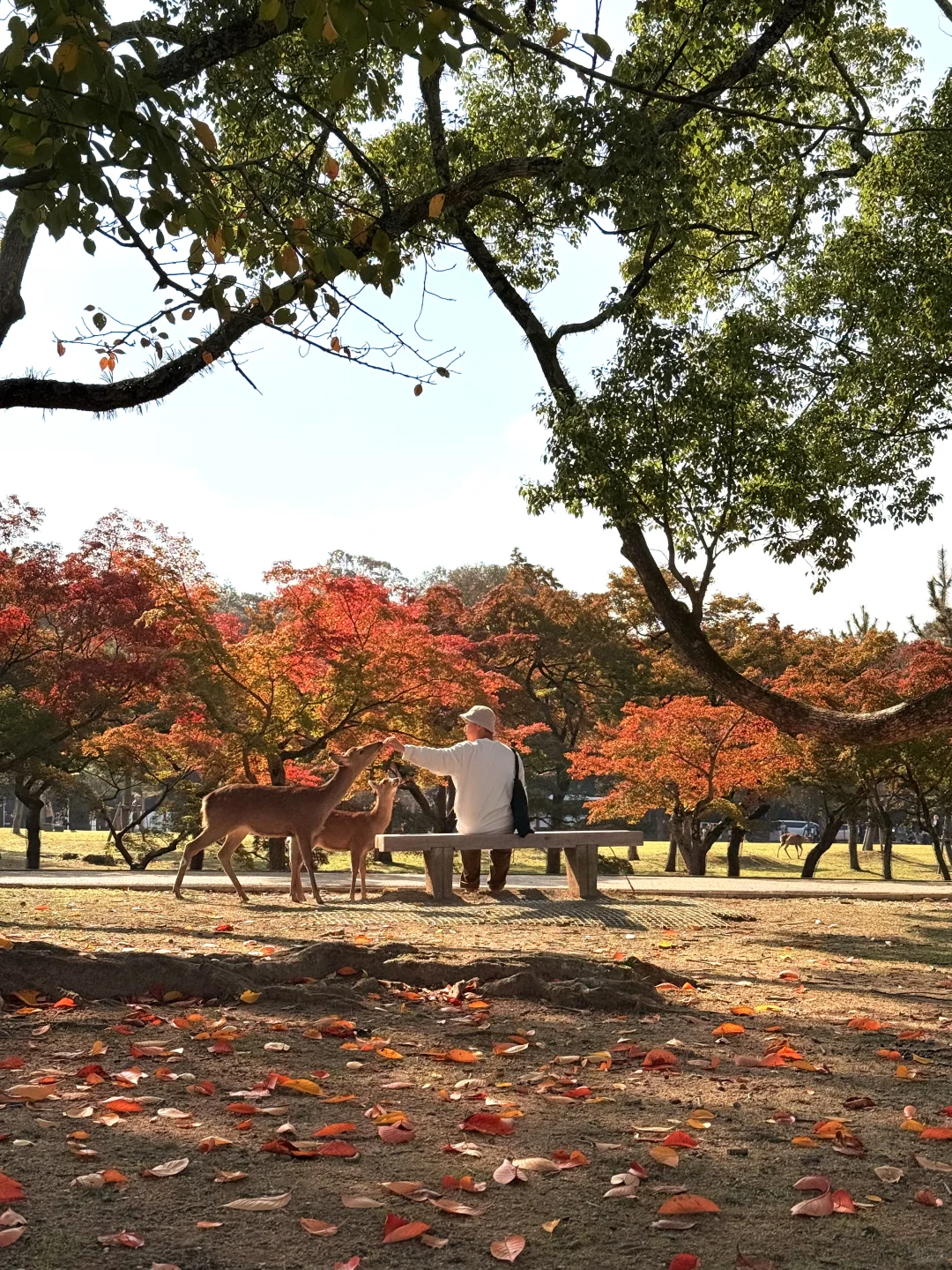 Live丨第一次在奈良感受秋天🦌🍁