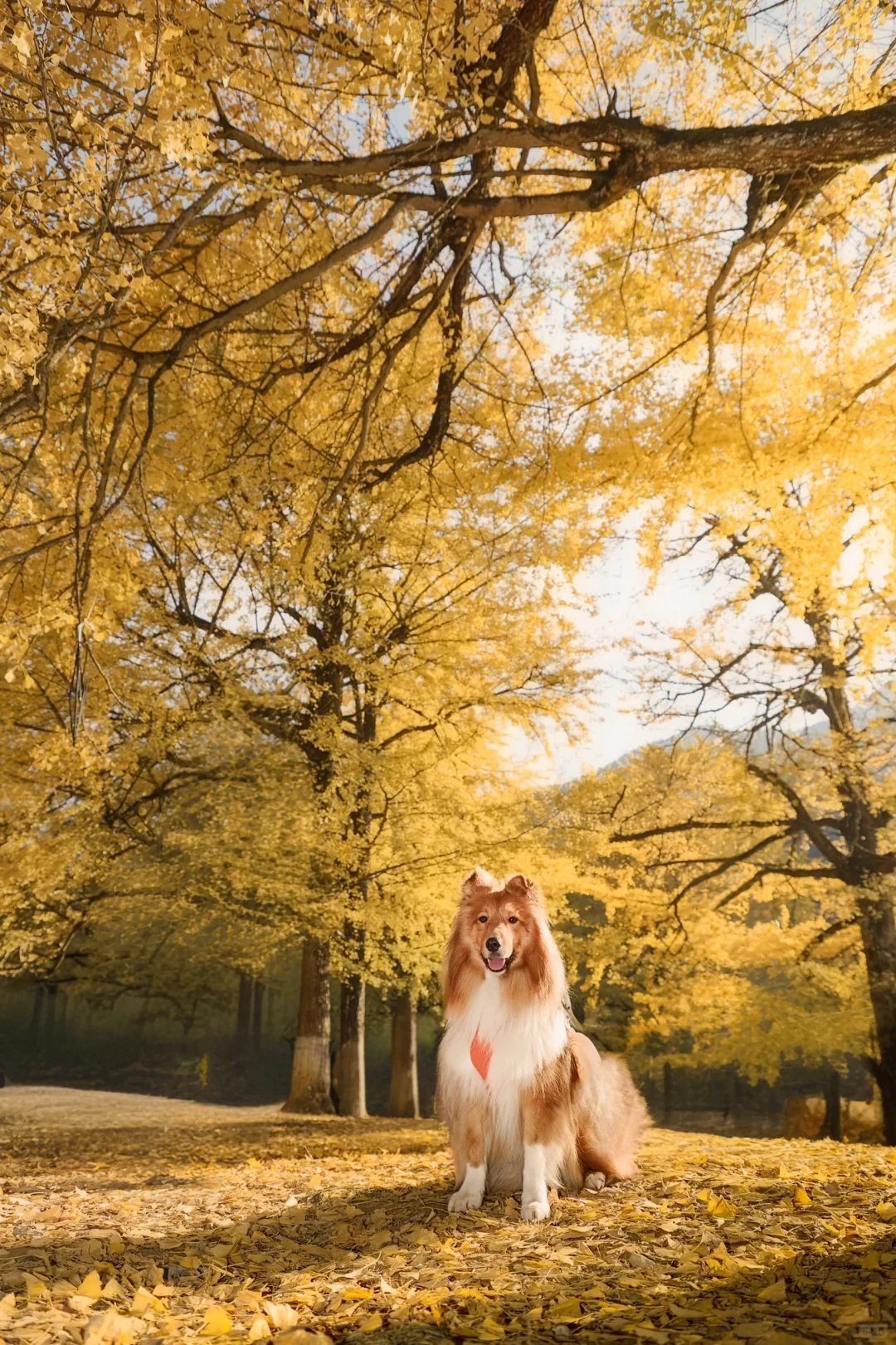 📍长沙带狗自驾桐子坳景区赏银杏全攻略🍁