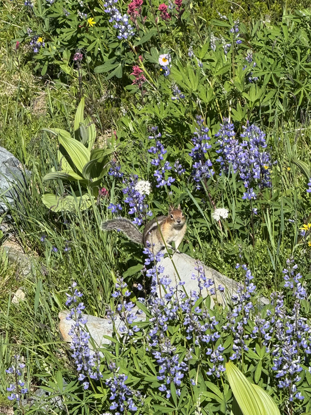 🇺🇸Rainier绝美雪山花海！漫山遍野美晕了！！