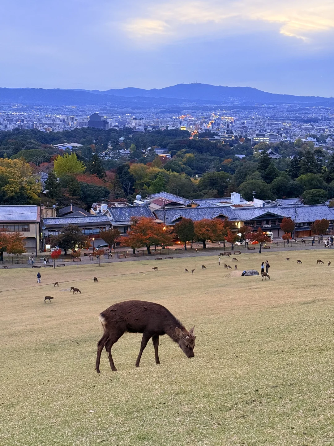 Live丨第一次在奈良感受秋天🦌🍁