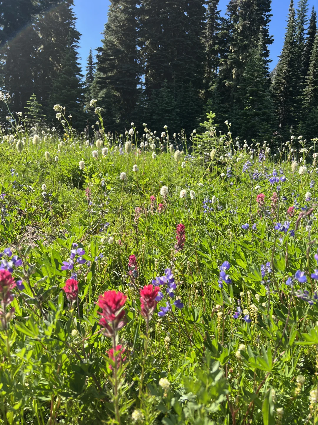 🇺🇸Rainier绝美雪山花海！漫山遍野美晕了！！