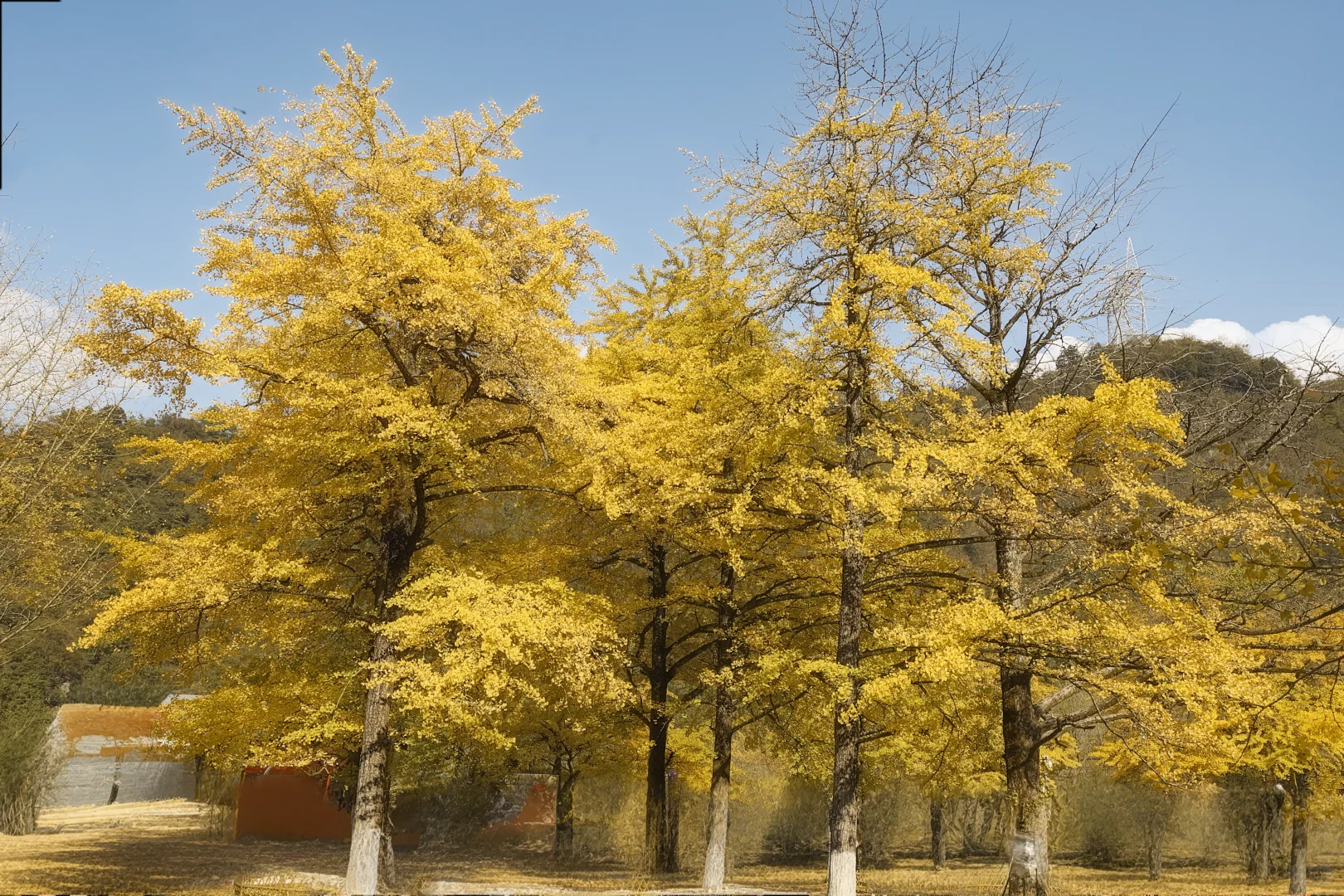 📍长沙带狗自驾桐子坳景区赏银杏全攻略🍁