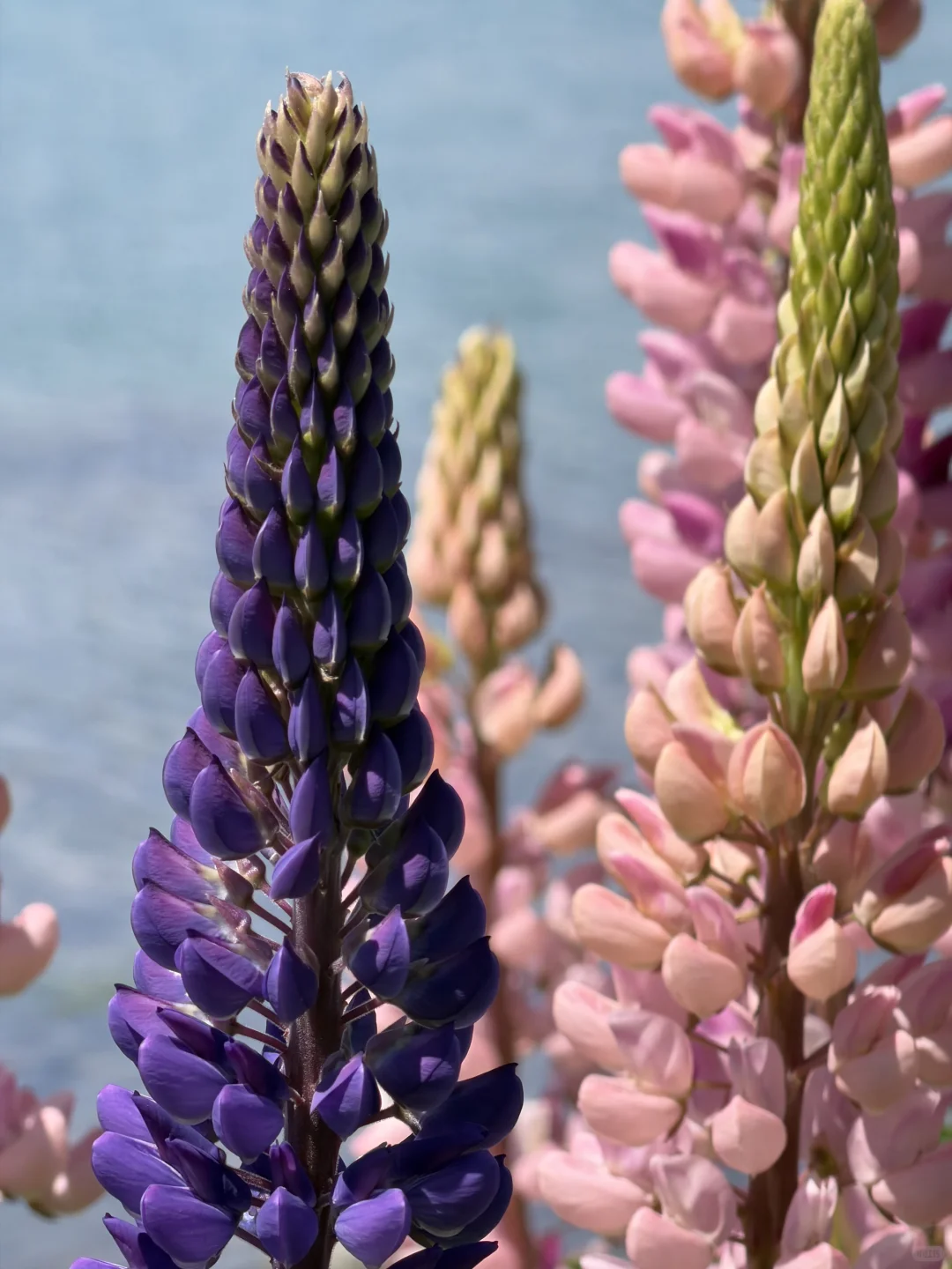 🇳🇿 Lake Tekapo 🩵