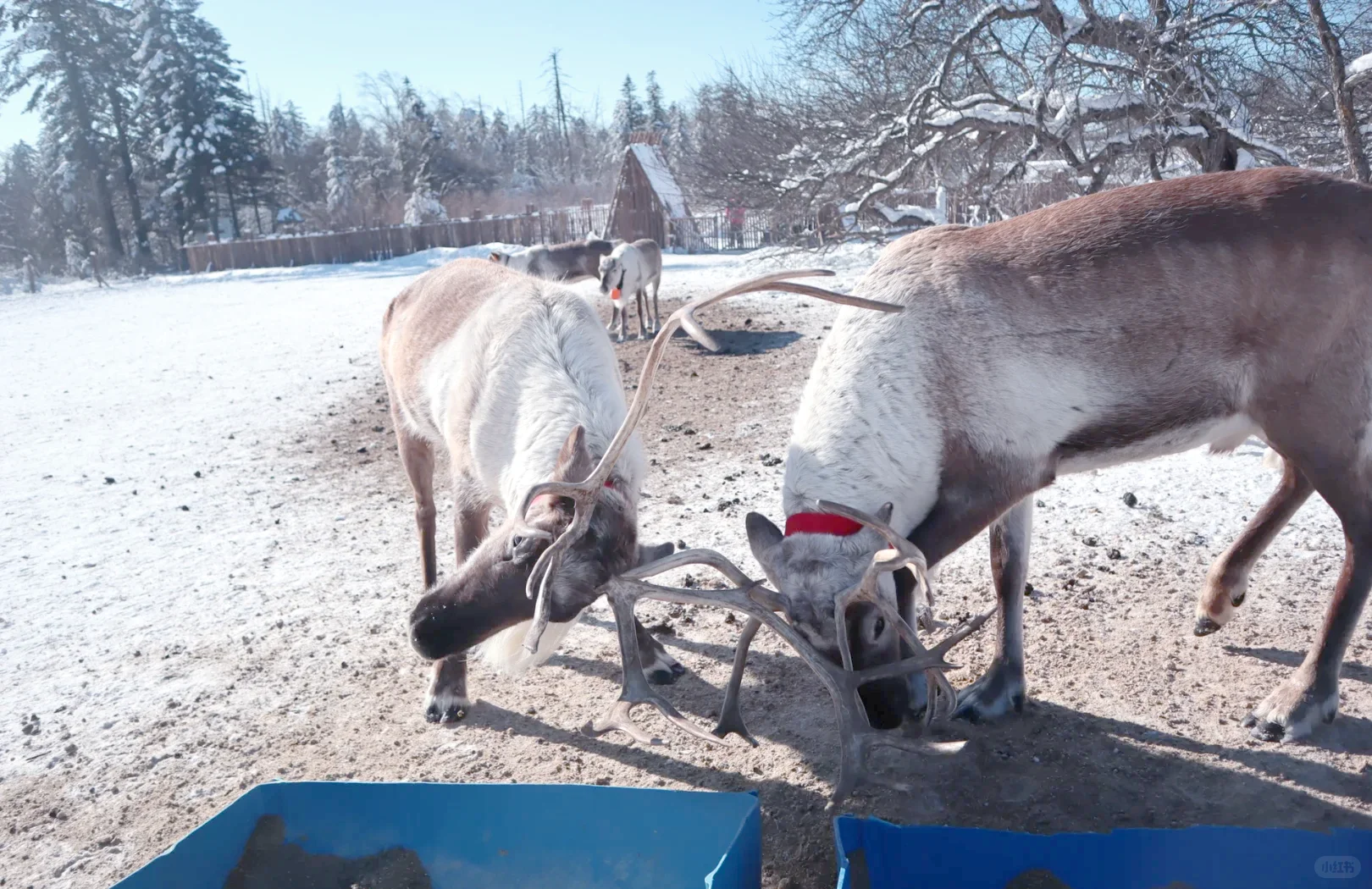听劝！延吉→雪岭→长白山这么玩，拼车包车