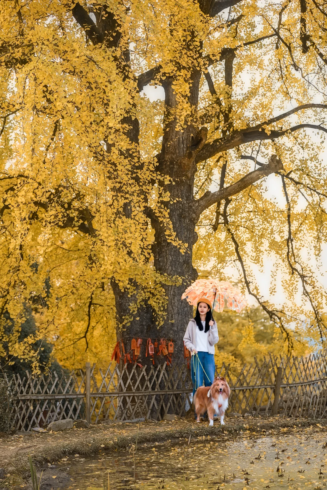 📍长沙带狗自驾桐子坳景区赏银杏全攻略🍁
