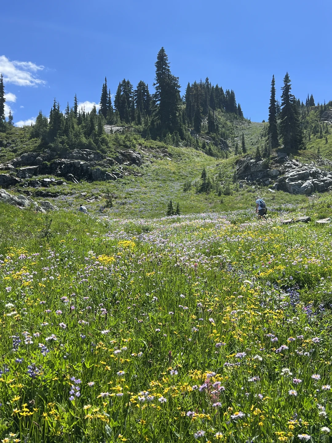 🇺🇸Rainier绝美雪山花海！漫山遍野美晕了！！