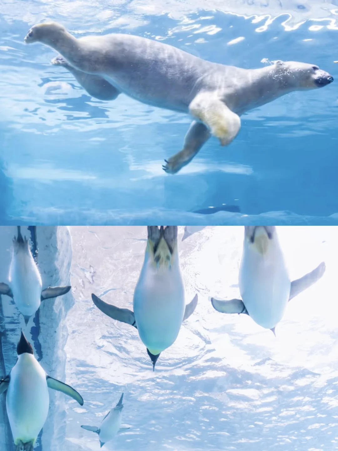 直播预告 | 长隆秋假大促来袭‼️必囤