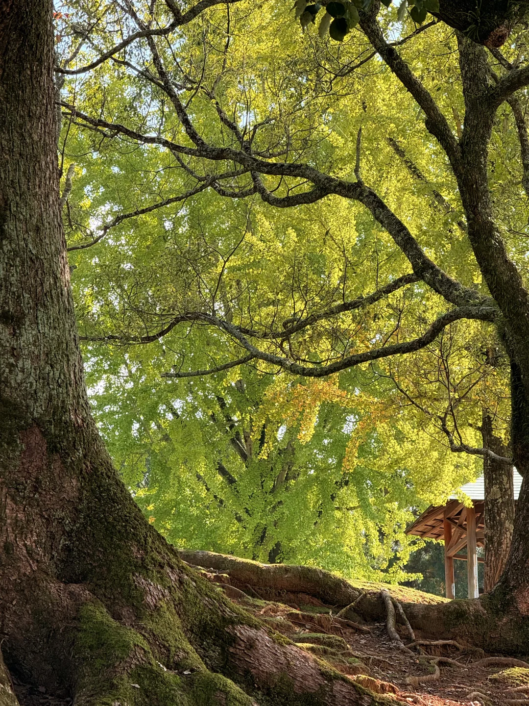 Live丨第一次在奈良感受秋天🦌🍁