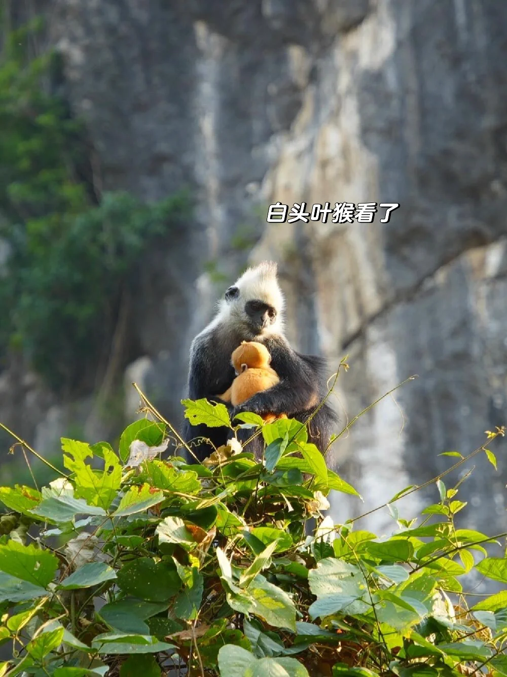 放弃三亚了，带父母去25°C的崇左过暖冬🌞了