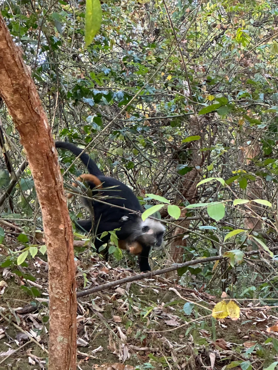 12-3月去广西崇左，一点不累，比迪士尼还好玩