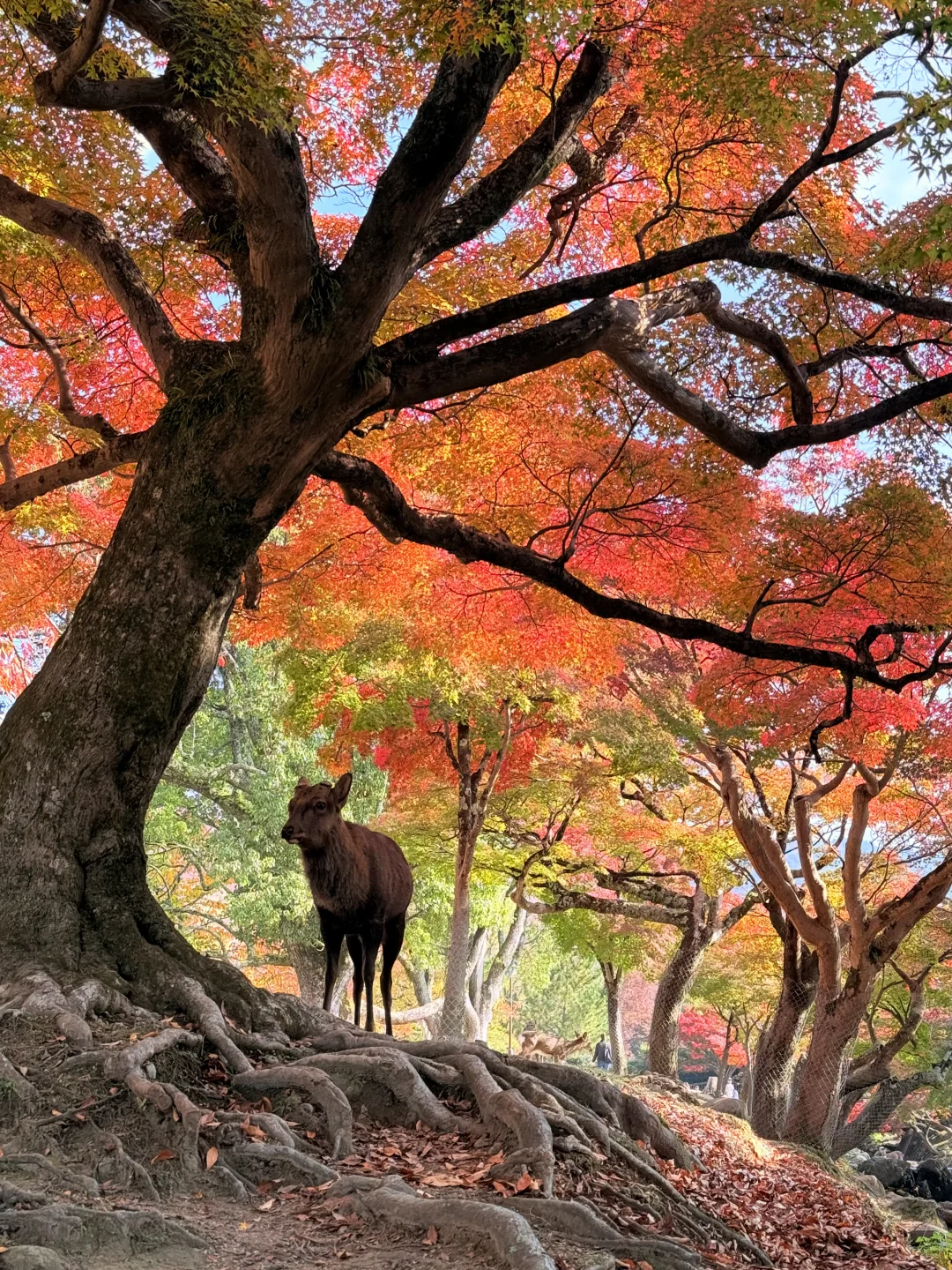 Live丨第一次在奈良感受秋天🦌🍁