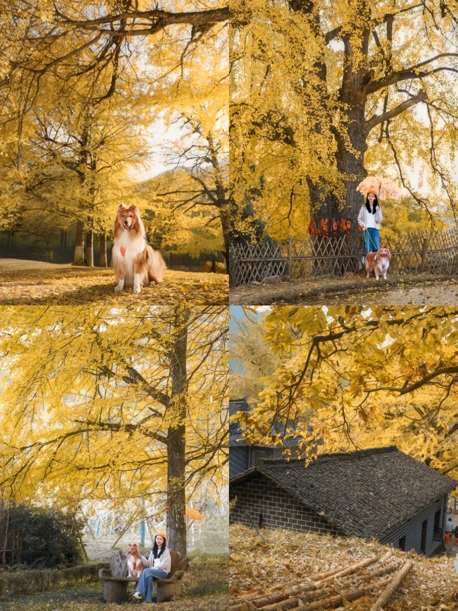 📍长沙带狗自驾桐子坳景区赏银杏全攻略🍁