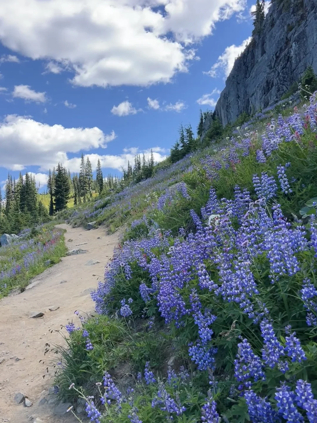 🇺🇸Rainier绝美雪山花海！漫山遍野美晕了！！
