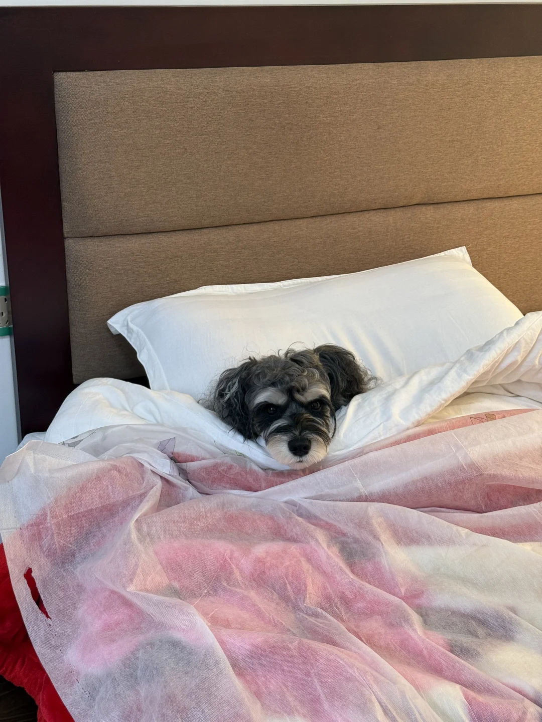 带小狗玩川西｜玛嘉沟