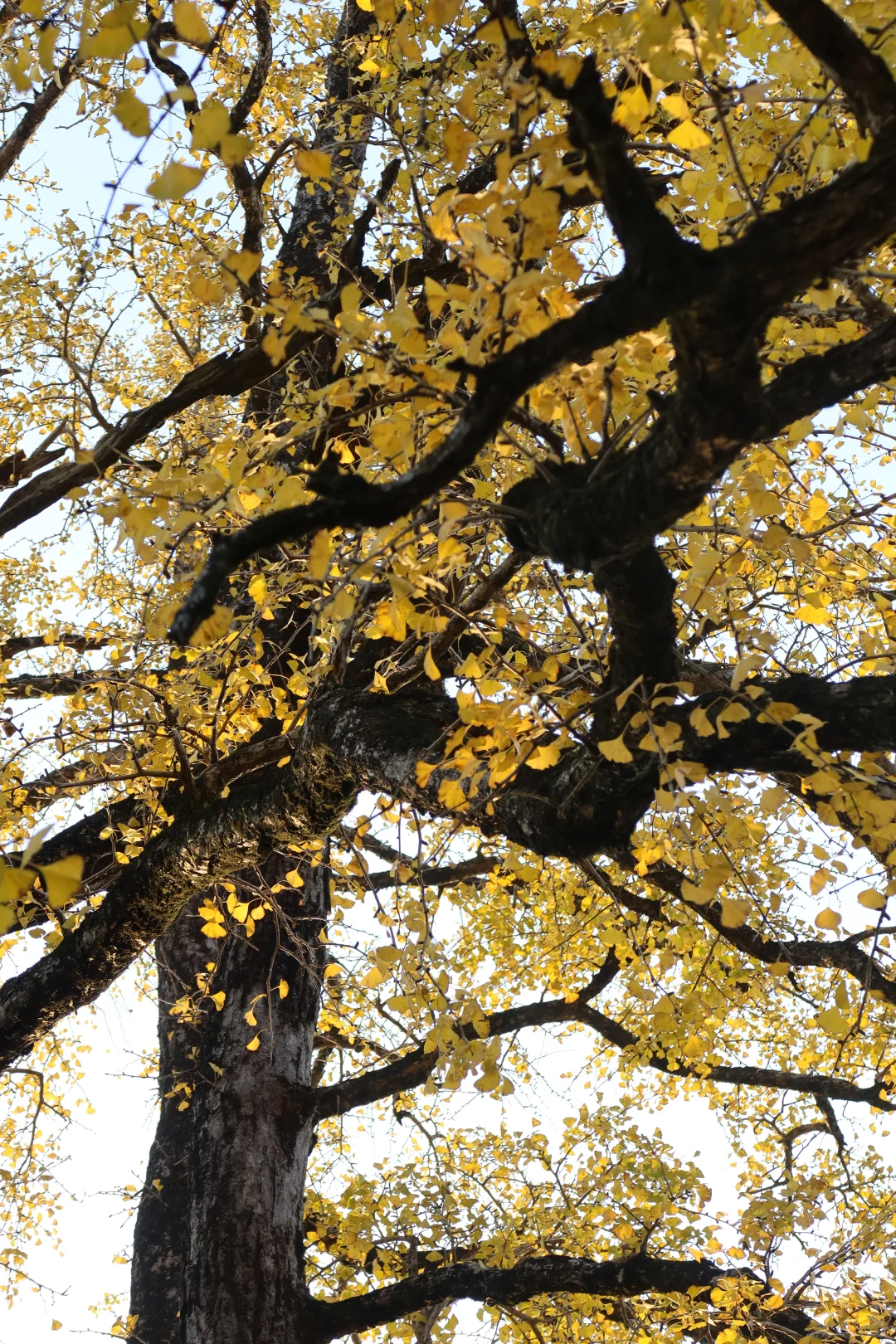 周末去哪玩|指南村秋色正当时🍁赏千年银杏
