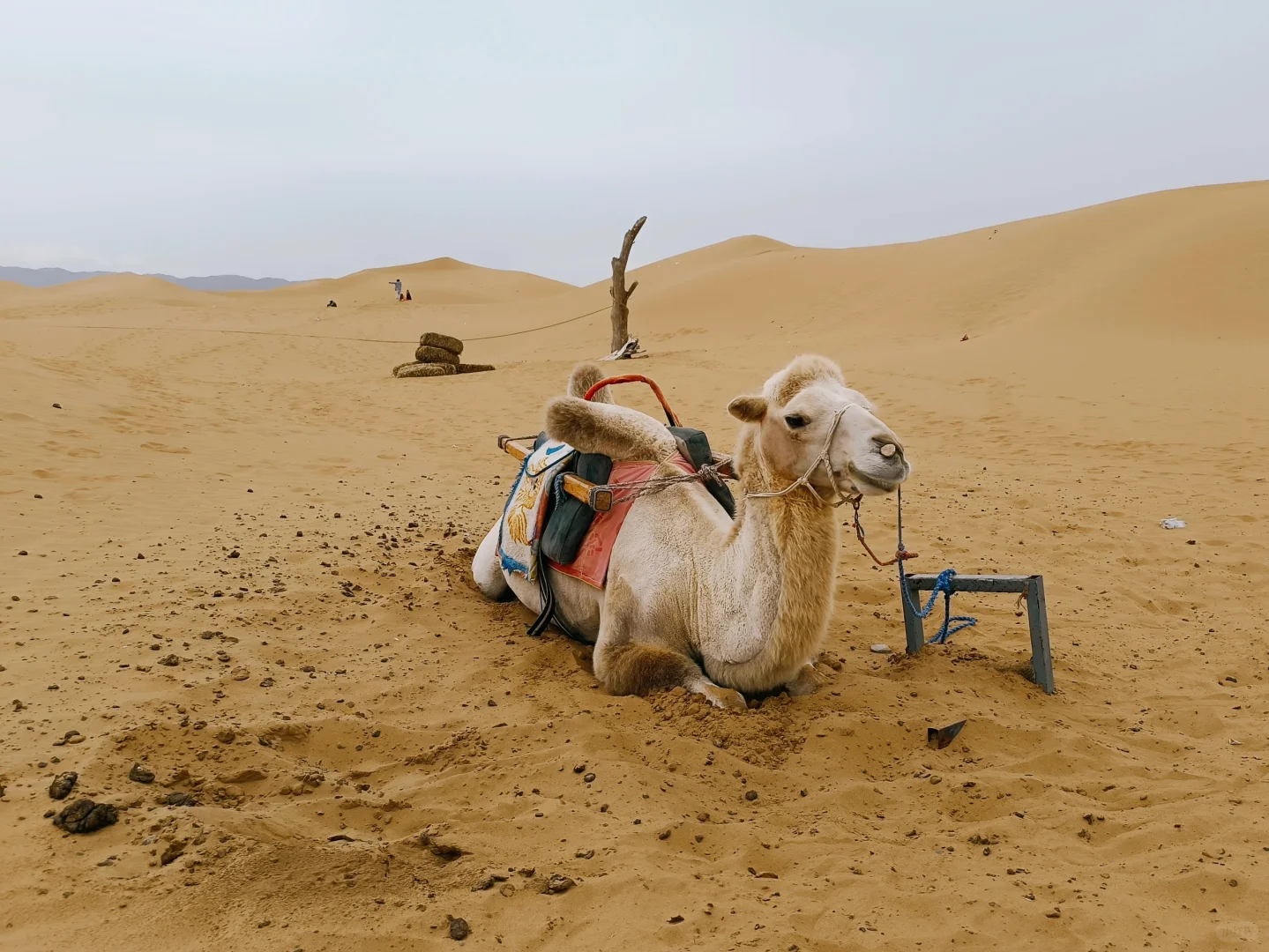 📍宁夏|银川中卫7天6晚亲子游详细攻略🔛