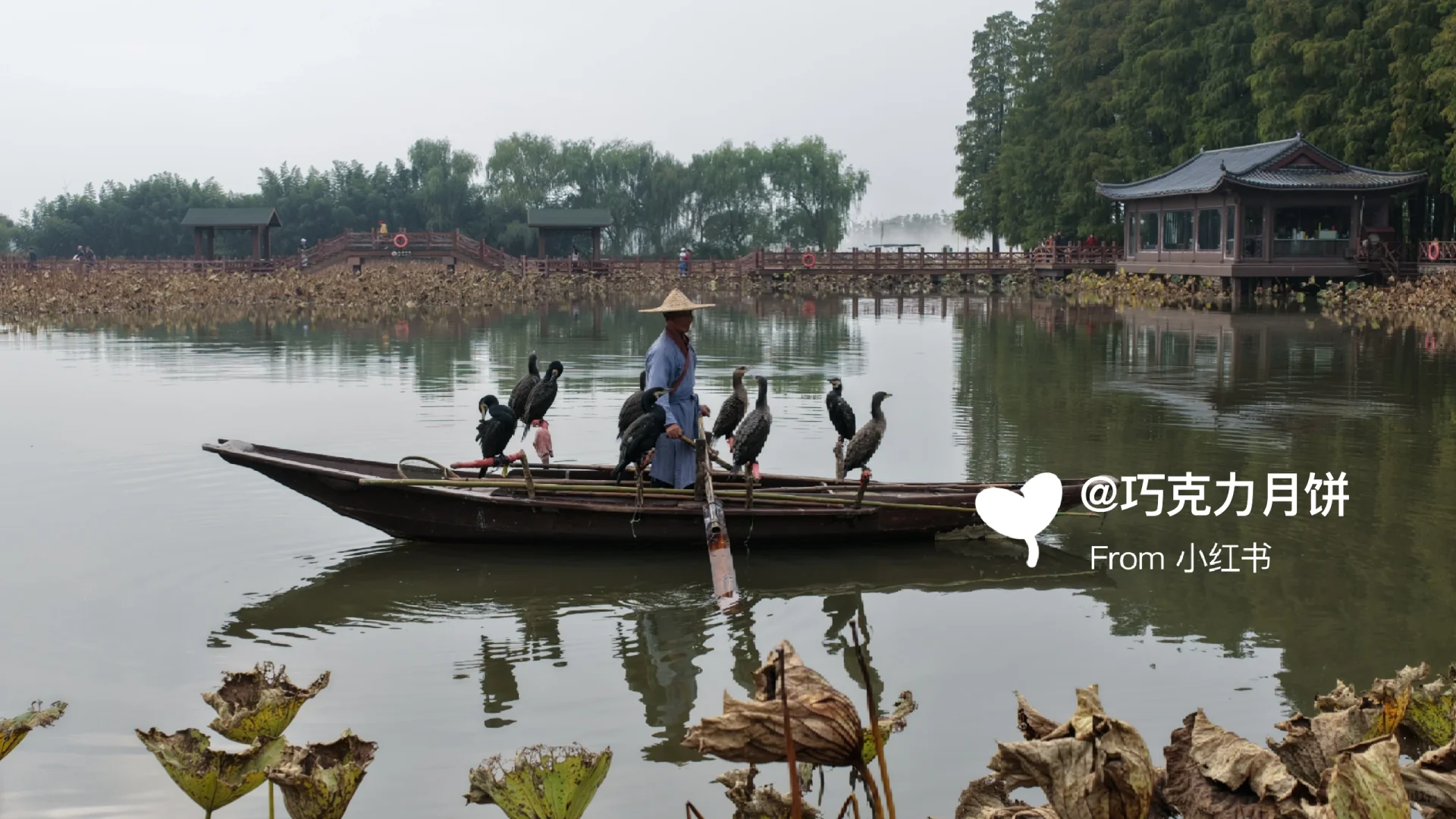 泰州旅行必打卡｜李中水上森林太值得了！