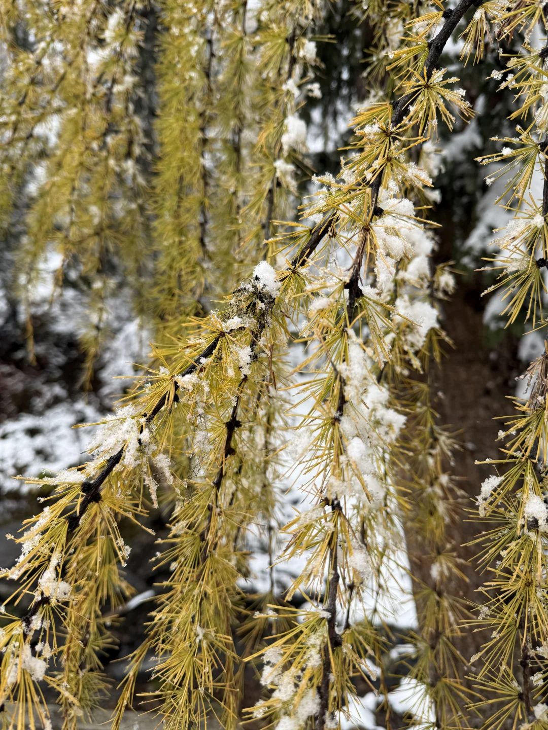 带小狗玩川西｜玛嘉沟