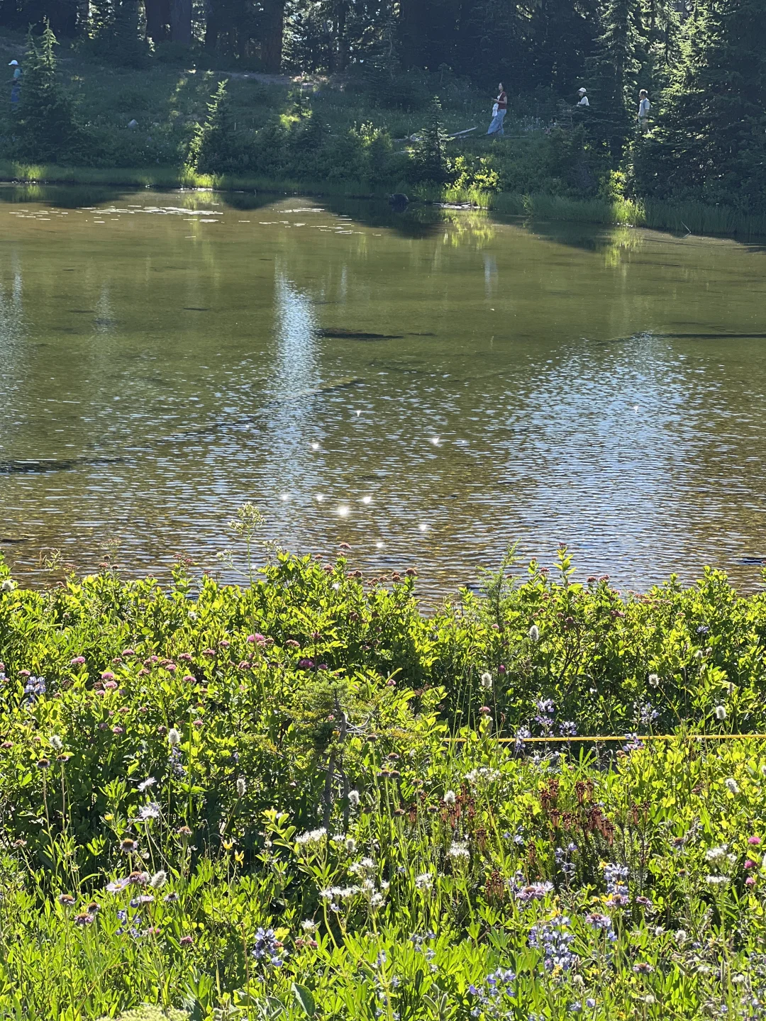 🇺🇸Rainier绝美雪山花海！漫山遍野美晕了！！