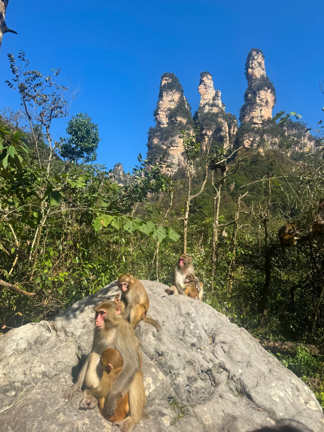 成都自驾出发，5天4夜！张家界亲子游全攻略❗️