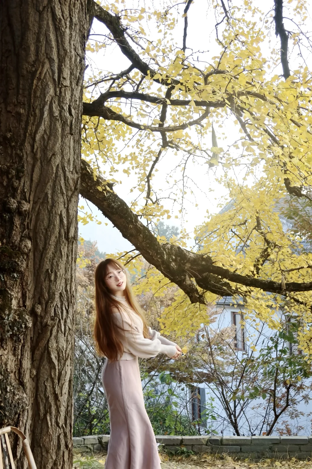 周末去哪玩|指南村秋色正当时🍁赏千年银杏