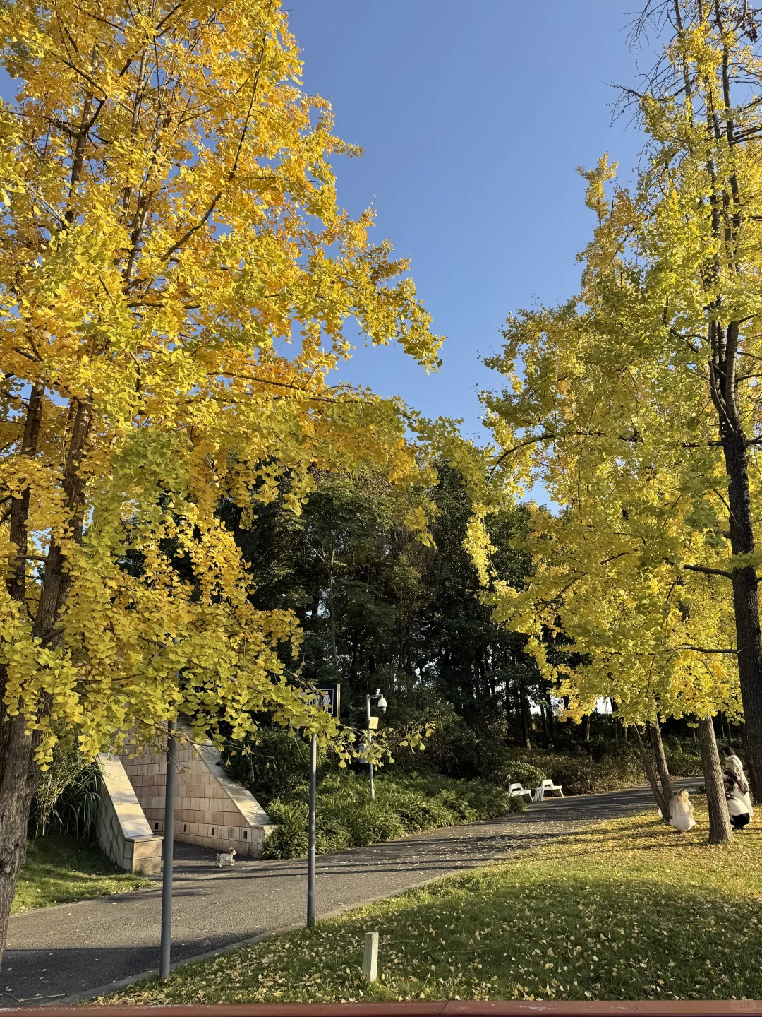 谁懂！成都这个公园有种不在国内的美！