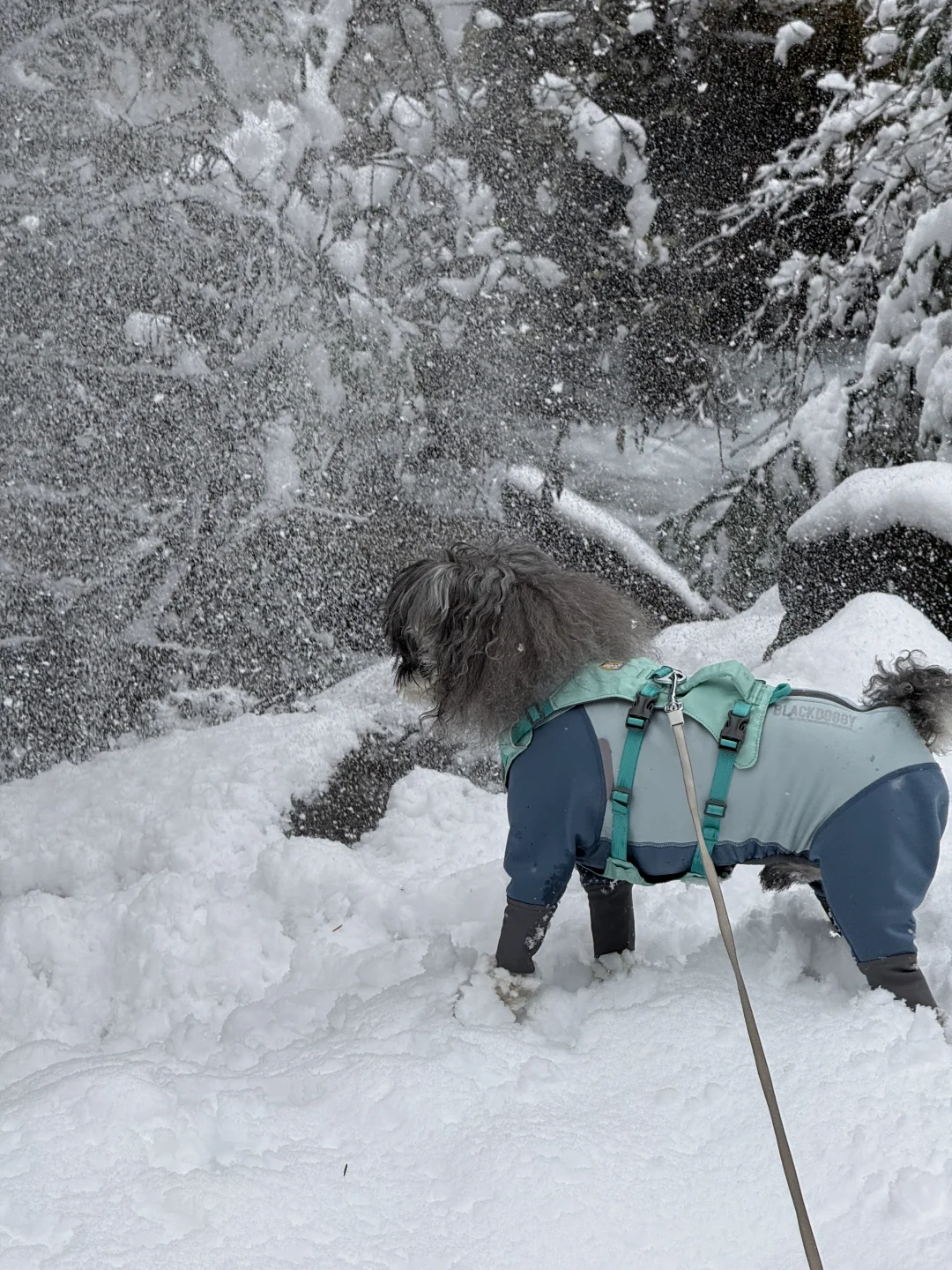 带小狗玩川西｜玛嘉沟
